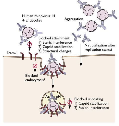 Antibodies Neutralize Viral Infectivity Inside Cells