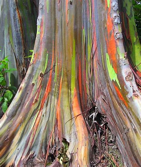 Eucalyptus Deglupta Rainbow Eucalyptus Buy Online At Annies Annuals