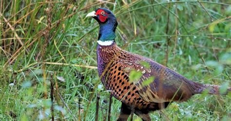 Law Change Allows Wild Birds To Be Killed To Protect Gamebirds Birdguides