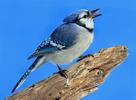 Blue Jays – Incorrigible Crooks | Tallahassee.com Community Blogs