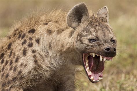 Hyena Mauls Teens Face In Kruger National Park Tent Attack