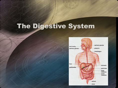 Ppt The Digestive System Powerpoint Presentation Free Download Id 1408125