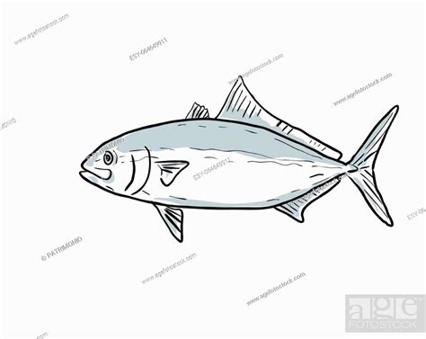 Cartoon Style Drawing Sketch Illustration Of A Banded Rudderfish Or