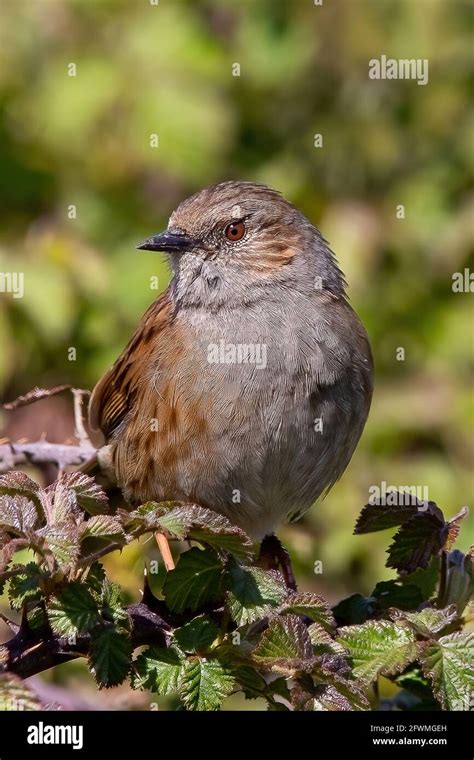 A Dunnock Bird Resting On A Hedge Row Stock Photo Alamy