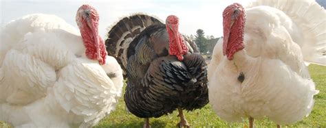 Turkeys Food Empowerment Project