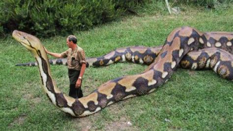 Pin By Sambath On Ach Ko World Biggest Snake Giant Anaconda Big Animals