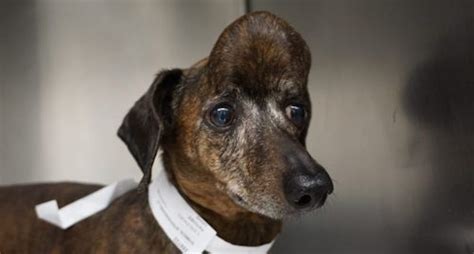 Dachshund With Huge Tumor In Skull Now Cancer Free Thanks