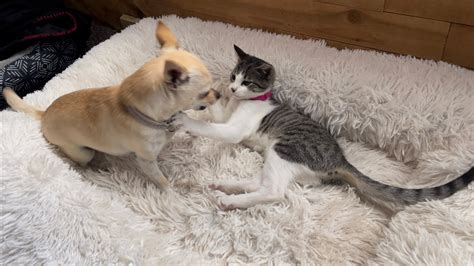 Chihuahua And Feral Kitten Playing Youtube