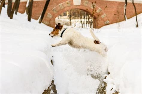 Brave Dog Jumping Over The Precipice With Slippery Snowy Edges Stock