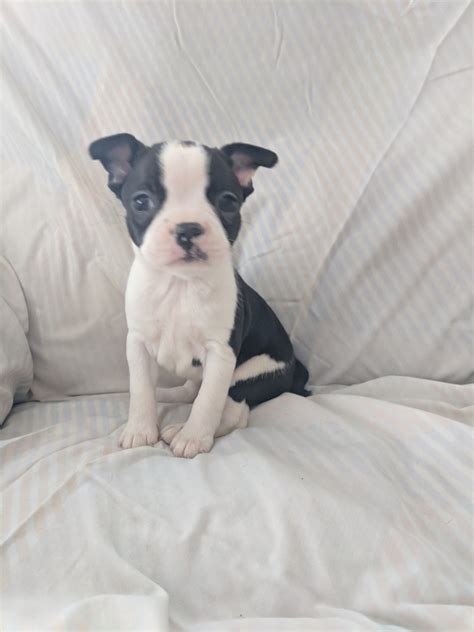 Boston terrier puppies and dogs. Boston Terrier Puppies For Sale | Charlotte, MI #260783