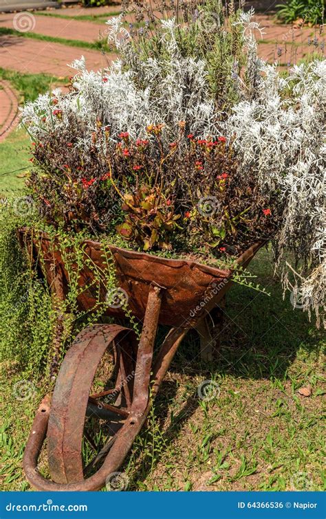 Wheelbarrow Decorated With Flowers In The Garden Stock Photo Image