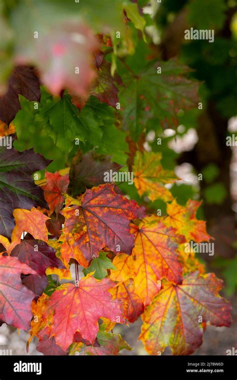Best Autumn Leaves Stock Photo Alamy