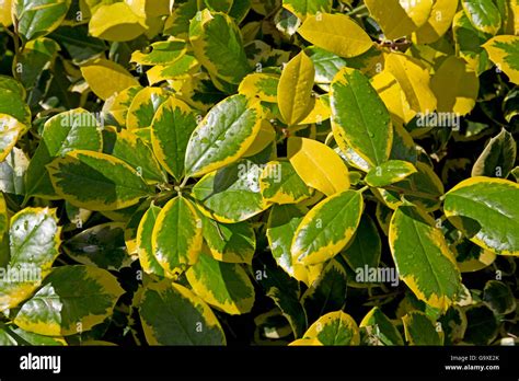 Shrub With Yellow And Green Waxy Leaves Kiffsgate Court Gardens