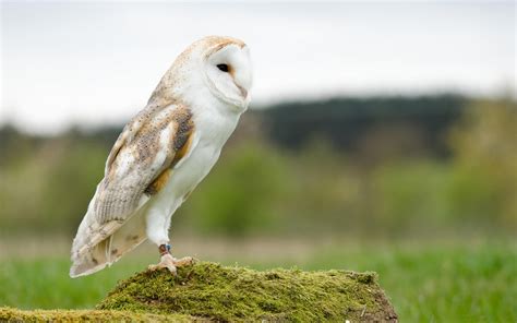 White Barn Owl Animal Desktop Wallpaper Preview