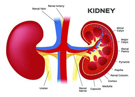 The Kidneys Education Site
