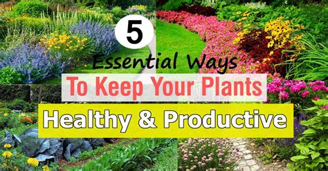 Essential Ways To Keep Your Plants Healthy Productive Balcony