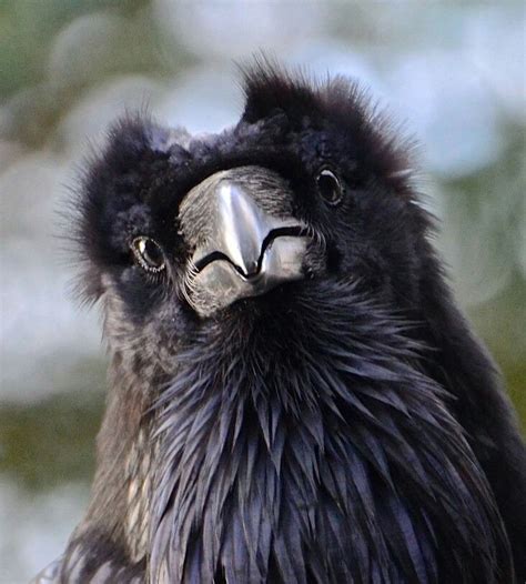 Good Front View Black Bird Pet Birds Crows Ravens