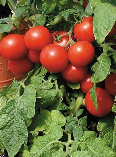Gardenseed Large Red Cherry Tomato