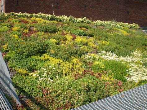 We are relentless in our pursuit of this and are driven to ensure this happens on. Blooming Sedum, Summer 2009 | Roof plants, Sedum roof ...