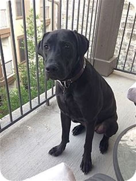 Our goal is to produce great dane puppies that are intelligent, healthy, and of excellent temperment. Great Dane/ Black Lab mix. Looks so much like Hanley!