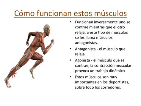 Cuádriceps Isquiotibiales Músculos Antagonistas