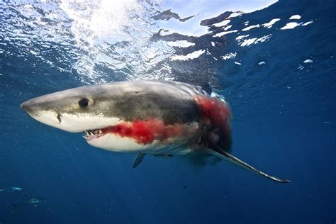 Picture Of A Great White Shark Eating A Fish With Images Great