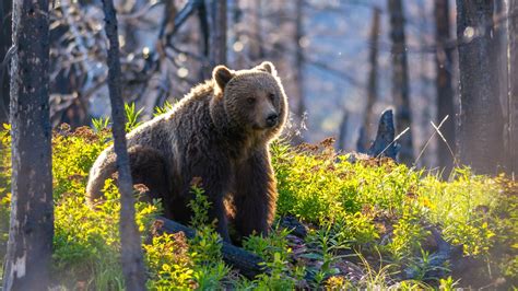 The Travelers Guide To Glacier National Park Wildlife