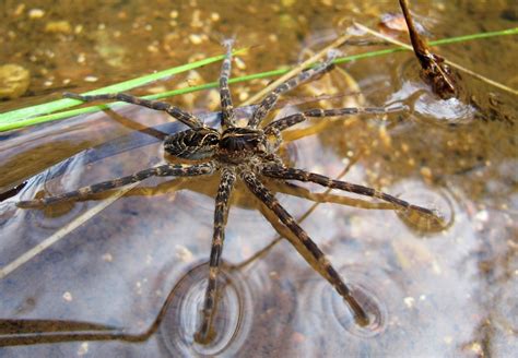 Walking On Water A Fishing Spider Walks On The Surface Ten Flickr