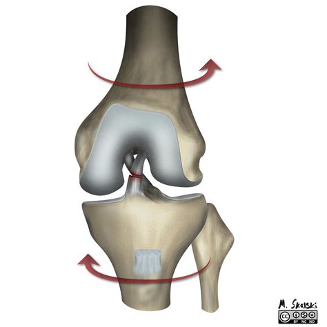 The knee is a commonly injured joint. ACL Injury | PHYSIOCURE