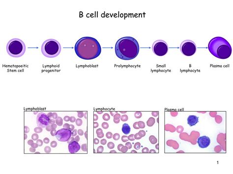 Ppt B Cell Development Powerpoint Presentation Free Download Id