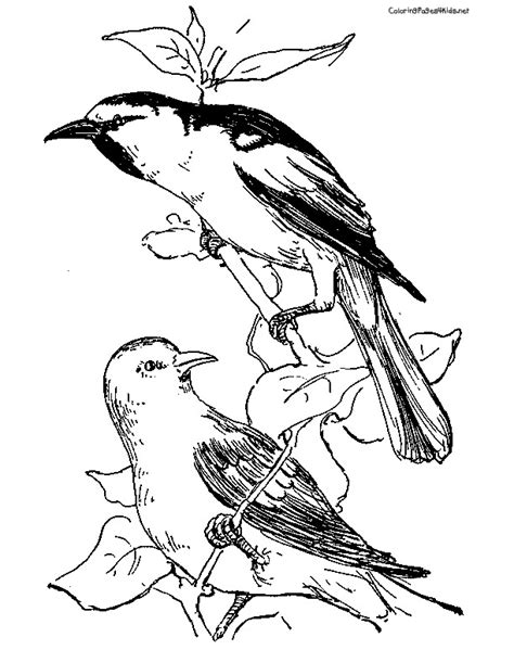 Orioles | Coloring Pages For Kids | Coloring pages, Baltimore oriole