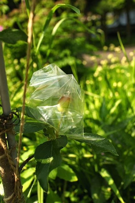 14 Surprising Ziplock Bag Uses In Garden Balcony Garden Web