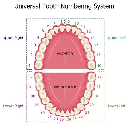 Tooth Numbering Systems In Dentistry News Dentagama