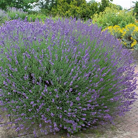 Ein regelmäßiger verjüngungsschnitt ist für eine schöne form unumgänglich. Stauden Echter Lavendel, Lavandula angustifolia, 6 ...