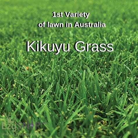 Varieties Of Lawn In Australia
