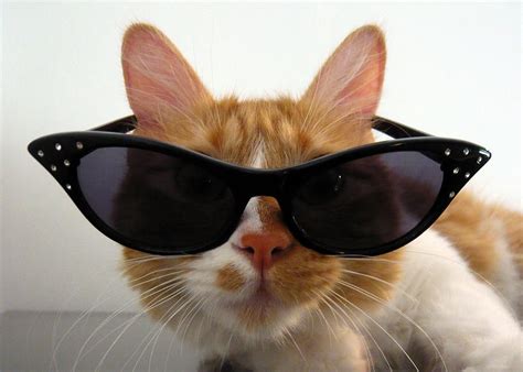 Who Is A Cool Cat Great Cat Memes Pinterest