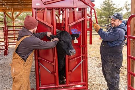 Working Equipment Cattle Headgates Squeeze Chutes Tarter