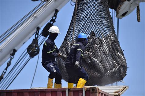 Pescar Por Seguridad Enfrentarse A La Pesca Ilegal En América Latina
