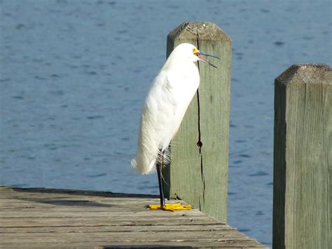 Hello There Beautiful White Burd Sitting On The Pier Diana
