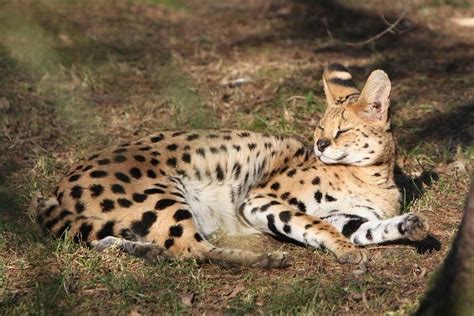 Gak Takut Air 7 Fakta Kucing Serval Si Ahli Berburu Dari Afrika