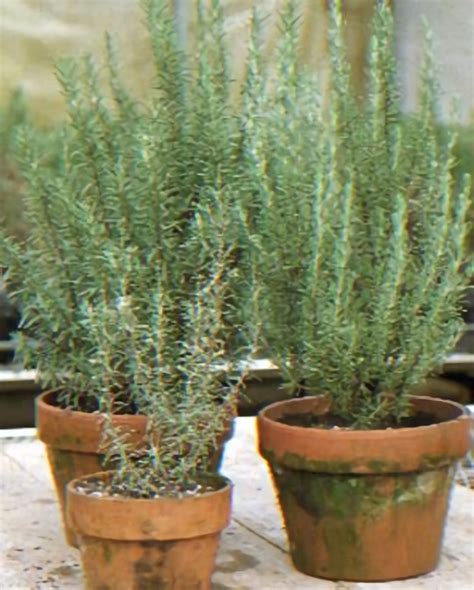 Tips For Growing Rosemary Indoors How To Grow Rosemary Indoors