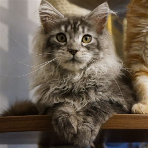 List 102 Pictures Maine Coon Russian Blue Mix For Sale Stunning