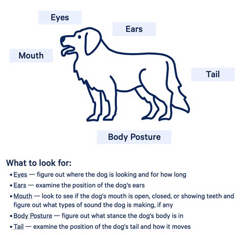 Dog Body Language Communication
