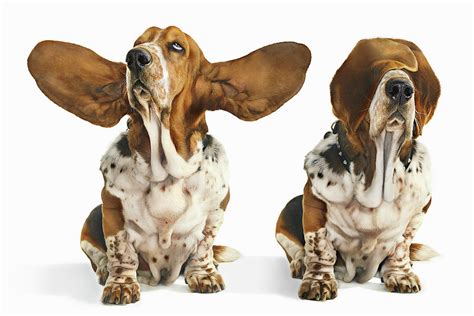 Basset Hound With Ears Open And Ears By Gandee Vasan