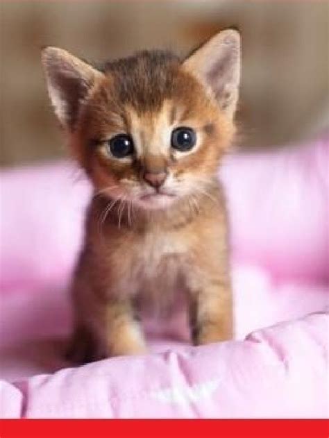 Best Top 10 Baby Cutekittens Video Baby Cute Cat Kittens Compilation