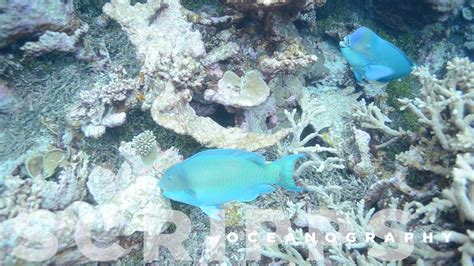 Parrotfish Critical For Healthy Coral Reefs Youtube