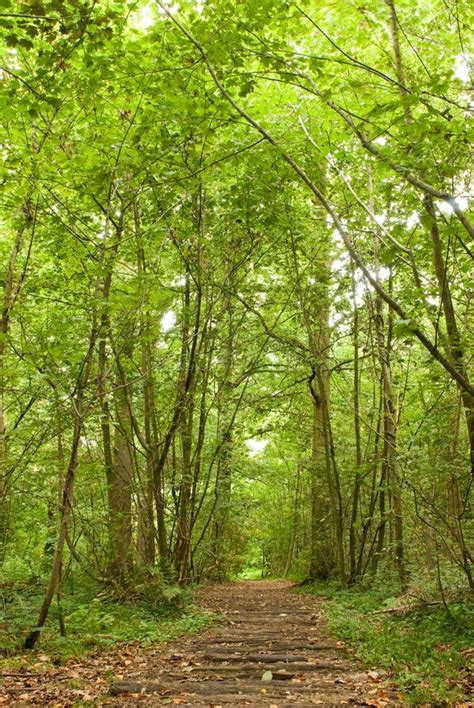 Path Through Lush Forest Stock Image Image Of Grass 10618367