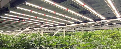 Cannabis Grow Rooms The Top 10 Features For The Ideal Indoor Grow