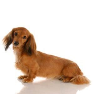 Mum is a kc registered black and tan and dad is a kc registered silver dapple. Teckel - varietatea cu par lung