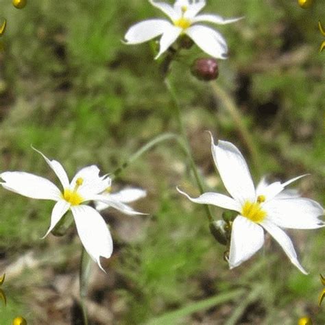 Sisyrinchium Campestre Alba White Blue Eyed Grass Wildflower Seeds